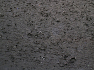 Auckland Flooding